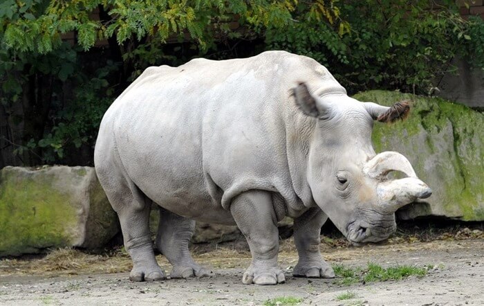 rinoceronte blanco