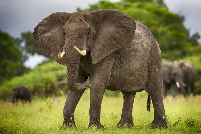 Elefante africano del cespuglio