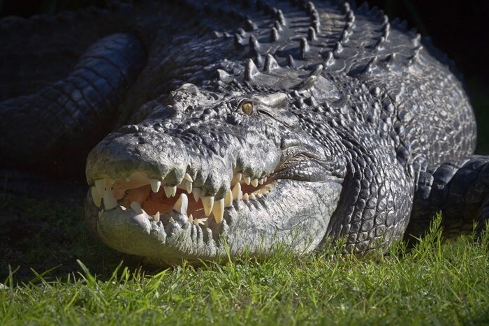 Crocodil pieptănat