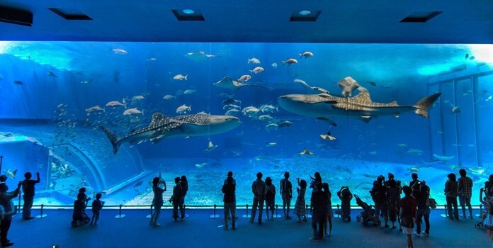 Okinawa churaumi akvarium
