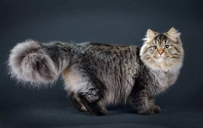 Σιβηρική γάτα