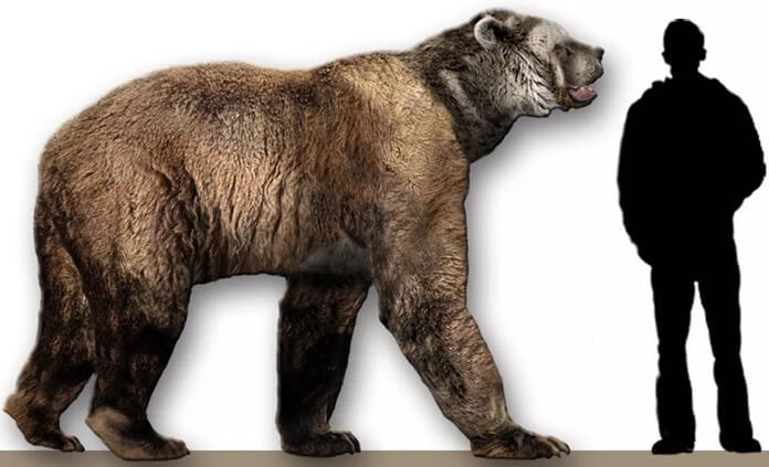 Arctodus simus is de grootste, hoogste en zwaarste beer in de geschiedenis