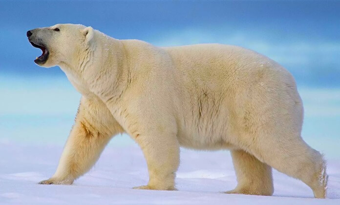 Witte ijsbeer - de grootste ter wereld