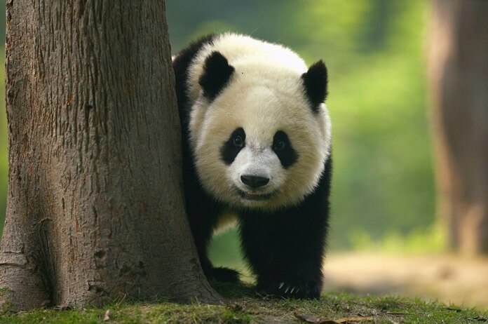 Didžioji panda