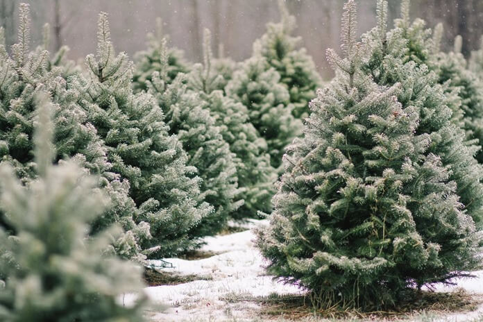 Ένα ζωντανό χριστουγεννιάτικο δέντρο είναι η καλύτερη ιδέα δώρου για τη νέα χρονιά