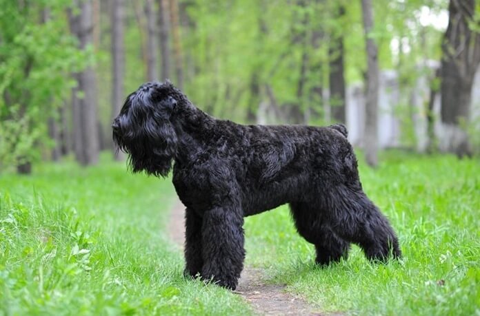 Terrier russo nero