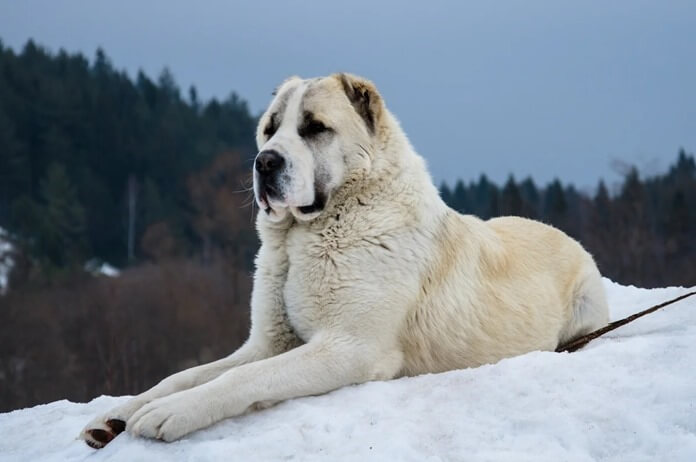 כלב רועים במרכז אסיה (אלאבאי)