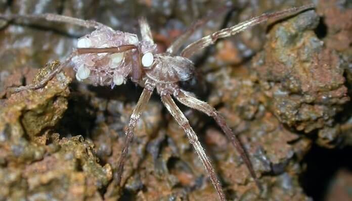 Kauai Cave Wolf Spider