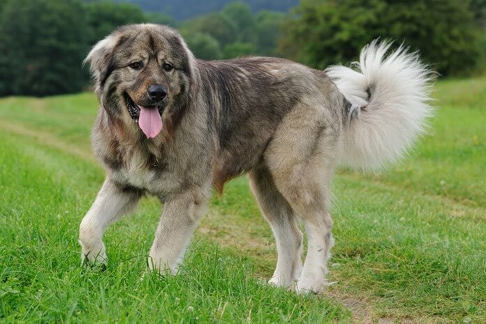 כלב רועים קווקזי הוא זן כלבי השמירה הטוב ביותר